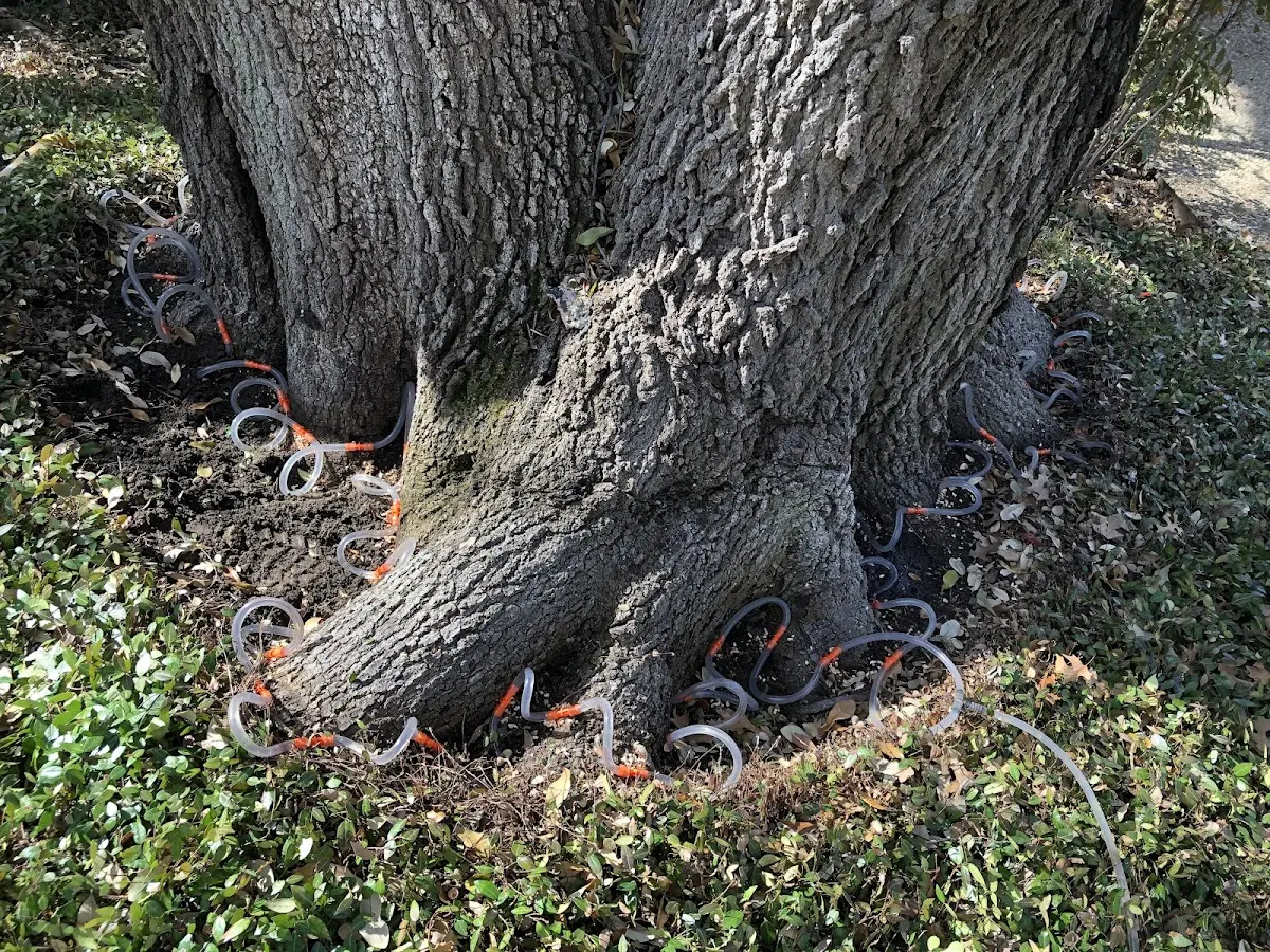 Detailed Tree Cabling and Bracing job site in Maywood