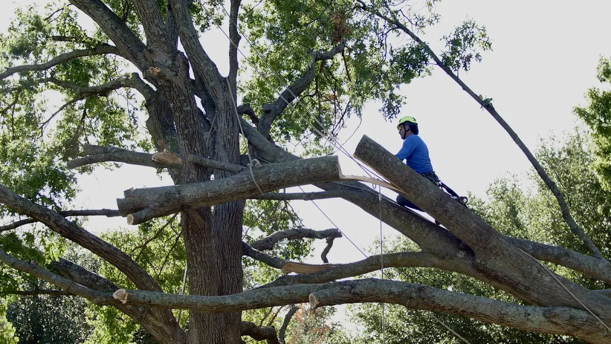 Professional Crown Thinning performed by certified arborists in Maywood