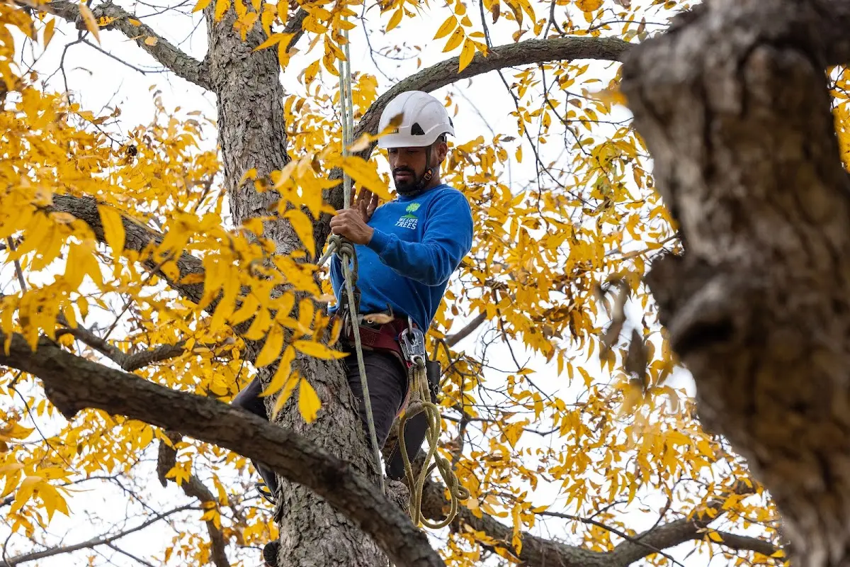 Skilled Tree Pruning crew working in Maywood